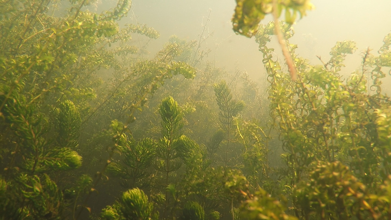 waterplanten.jpg