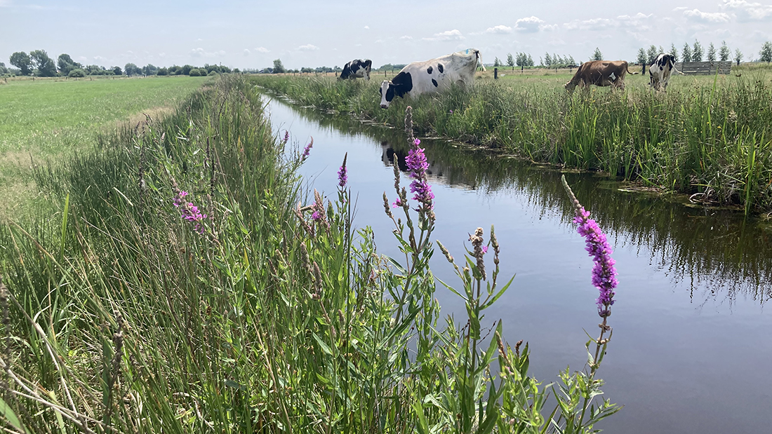 Koeien staan bij een slootkant in de zomer.jpg